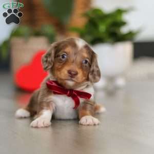 Jake, Dachshund Puppy